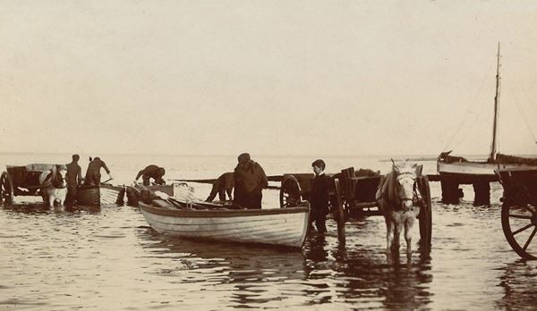 Black and white photo of half a dozen men and boys transferring mussels from small boats into horse drawn carts. This is going on in shallow water, with the horses and some of the people standing ankle-deep or knee-deep in the sea. 