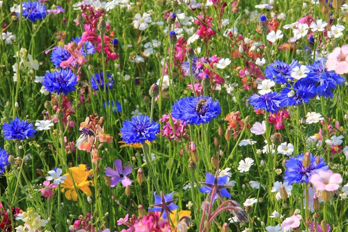 Could you help to create new wildflower meadows?