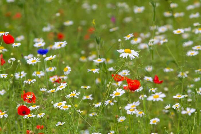 Pick up your free packet of wildflower seeds from Lancaster's Sustainability Hub on Monday April 22
